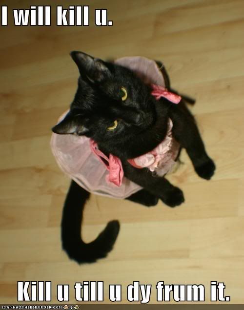 funny-pictures-black-cat-dress-will.jpg