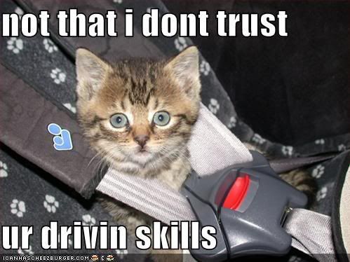 funny-pictures-kitten-seatbelt.jpg