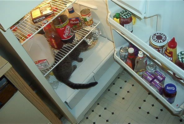 fridgecat.jpg