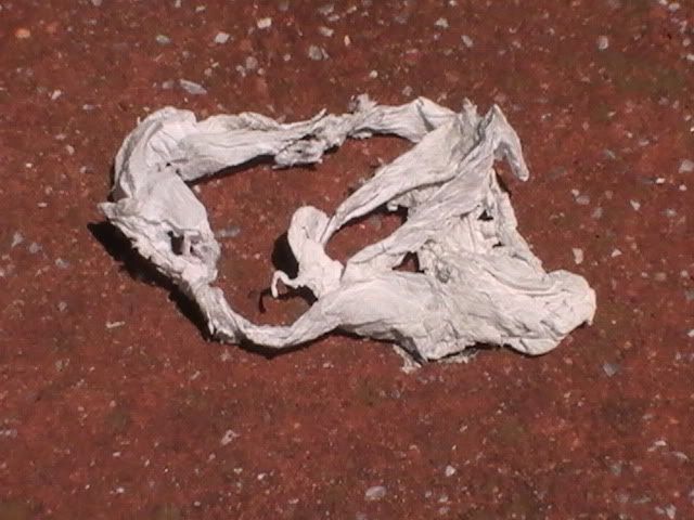 PIC_0355.jpg