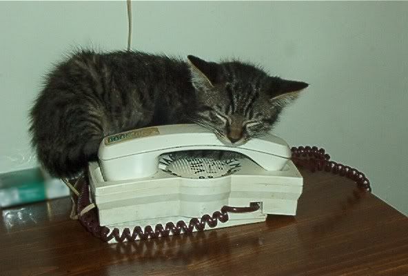 kittenonphone.jpg