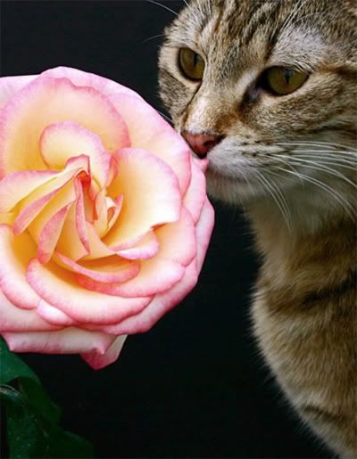 beautiful love happy cat flower rai
