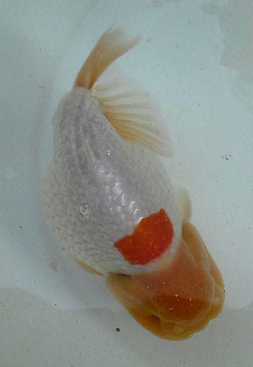 IPB Image