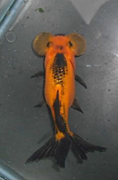 IPB Image