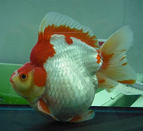 IPB Image