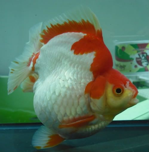 IPB Image