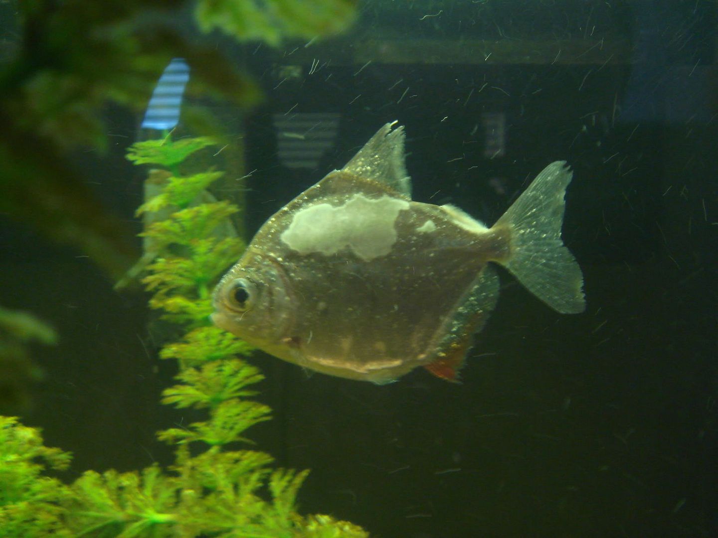 White Stuff on Fish (SD) Aquarium Advice Aquarium Forum Community