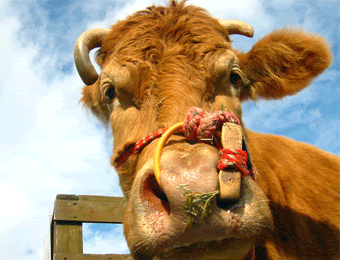 Cow