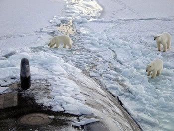 USS Honolulu with polar bears in Arctic Circle