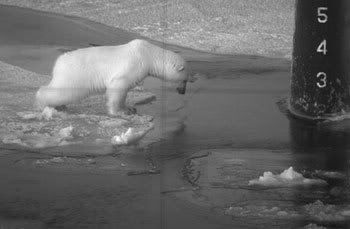 USS Honolulu with polar bear in Arctic Circle