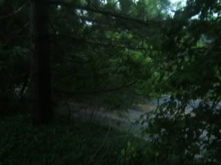 tree across road