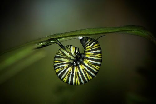 monarch, caterpillar