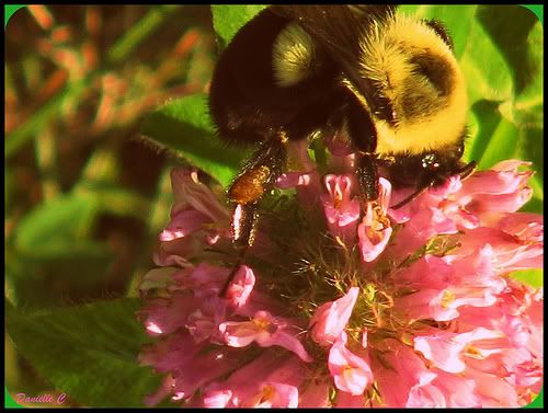bee polenating,flower danni