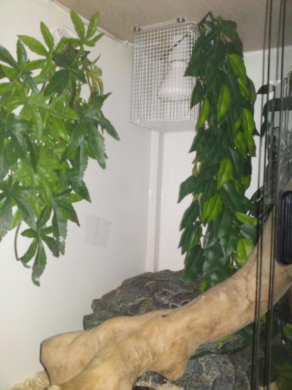 07 Royal Python + corner vivarium Reptile Forums