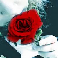 rose Pictures, Images and Photos
