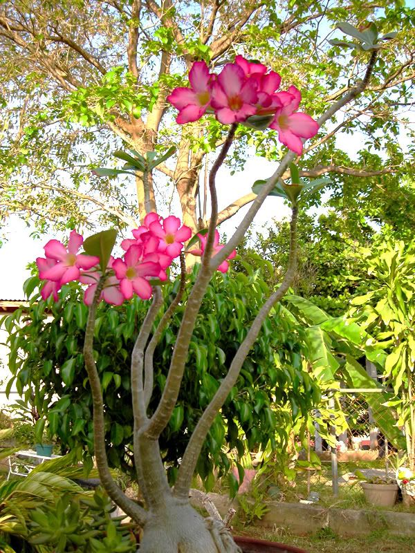 desert rose...