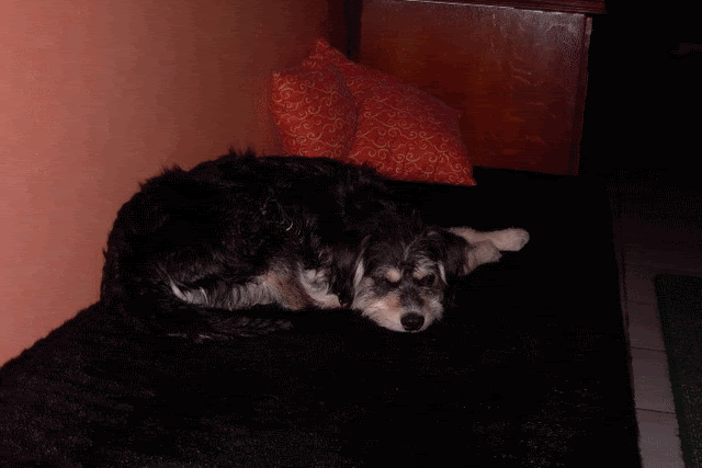 [img width=640 height=427]http://i89.photobucket.com/albums/k239/duiveltje_2006/SkysXmas.gif[/img]