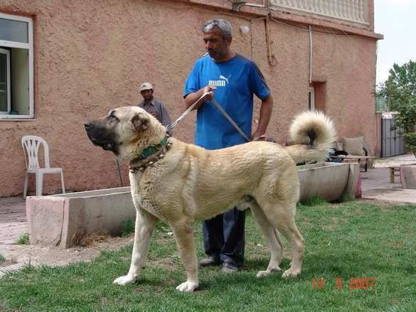 Re: Strongest Dog Breed "Pound Re: Strongest Dog Breed "Pound