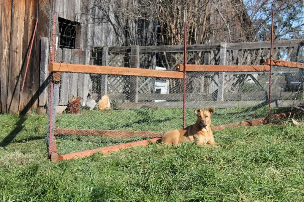 Best Homestead Dog? - Homesteading Questions