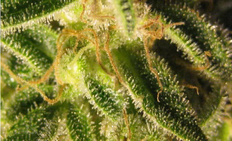 Trichomes Ready