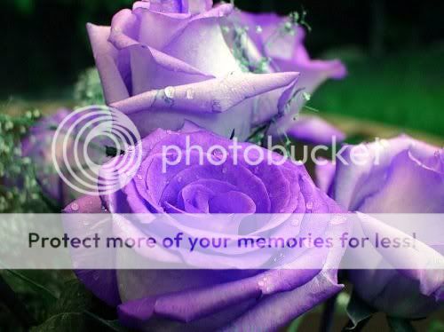 Purple flowers photo: Purple Purple.jpg