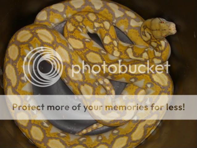 caramel retic | Reptile Forums