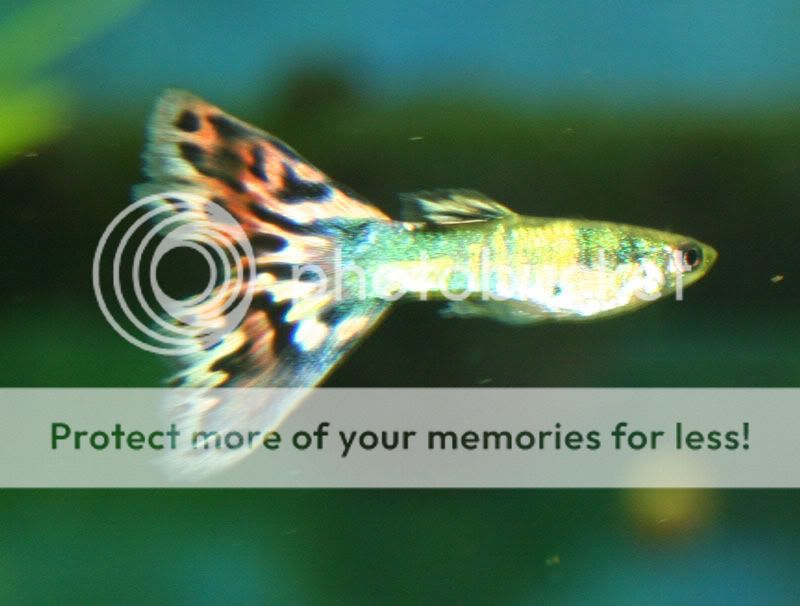 lemon tetra guppies platies and more | AquariaCentral.com