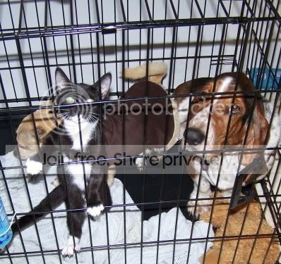catindogcage.jpg